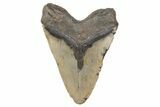 Massive, Fossil Megalodon Tooth - North Carolina #208008-2